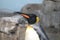 a penguin is standing in the stone enclosure, looking at something