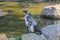 penguin standing on a stone in the zoo