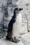 A penguin stands against a backdrop of rocks.