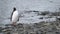 The penguin stands on a pebble in the water. Andreev.