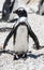 Penguin at Stony point of Betty\\\'s bay, South Africa