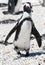 Penguin at Stony point of Betty\\\'s bay, South Africa