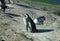 Penguin sunbathing with his partner meters from the beach