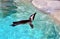Penguin swimming in a pool