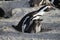 Penguin with two babies on the beach