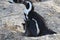 Penguin with two babies on the beach