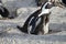 Penguin with two babies on the beach