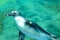 Penguin under water, Wroclaw ZOO