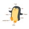 Penguin vocabulary part of body.vector