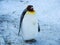 Penguin walk on snow