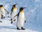 Penguin walk on snow