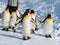 Penguin walk on snow