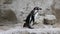 Penguin walking