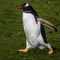 Penguin walking on green grass