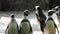 Penguin walking in row to the penguin stage. Group of little Black footed penguin walking very adorable