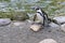 Penguin walking on shore