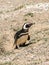 Penguin walking and sunbathing on the beaches