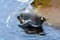 A penguin walks along the coast at the edge of blue clear water