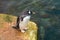 A penguin walks along the coast at the edge of blue clear water