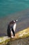 A penguin walks along the coast at the edge of blue clear water