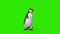Penguin Walks Green Screen Front 3D Rendering Animation 4K