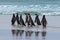 Penguin in the water. Bird playing in sea waves. Sea bird in the water. Magellanic penguin with ocean wave in the background,