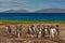 Penguin in the water. Bird playing in sea waves. Sea bird in the water. Magellanic penguin with ocean wave in the background,