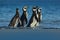 Penguin in the water. Bird playing in sea waves. Sea bird in the water. Magellanic penguin with ocean wave in the background,