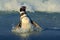 Penguin in the water. Bird in the sea waves. Penguin swiming in the waves. Sea bird in the water. Magellanic penguin in ocean wave