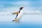 Penguin in water. Gentoo penguin jumps out of the blue water while swimming through the ocean in Falkland Island, bird in the natu