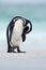 Penguin on the white sand beach. Penguin in the nature. Magellanic penguin with sea wave. Black and white penguin in wildlife