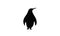 Penguin winter bird animal South Pole symbol