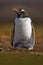 Penguin with young in plumage. Wildlife behaviour scene from nature.