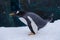 Penguin in a zoo standing in snow during falling snow, lifting h