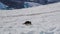 Penguine rests in the snow-covered landscape, with glaciers in the background