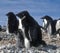 Penguins, Antarctica