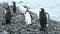 Penguins in Antarctica. Adelie Penguins on the nest at Paulet Island in Antarctica. Animal, bird, wildlife on arctic