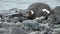 Penguins in Antarctica. Antarctic ice and birds, protection of the environment. A group of gentoo penguins resting on