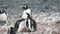 Penguins in Antarctica. Family Build Nest for Children. Couple Flapping Wings in Close-up. Antarctica Polar Winter