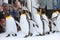 Penguins in Asahiyama zoo