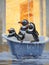Penguins In A Bathtub