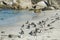 Penguins beach in cape town