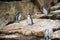 Penguins in Berlin zoo