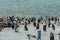 Penguins in Betty,s bay town in south africa