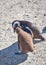 Penguins. Black-footed penguin at Boulders Beach, South Africa.