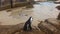 Penguins in Boulder Beach
