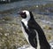 penguins on boulder beach, Simons Town