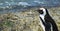 penguins on boulder beach, Simons Town