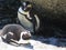 penguins on boulder beach, Simons Town