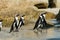 Penguins at Boulders Beach, Simonstown in South Africa